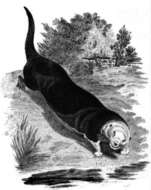 Image of Enhydra Fleming 1822