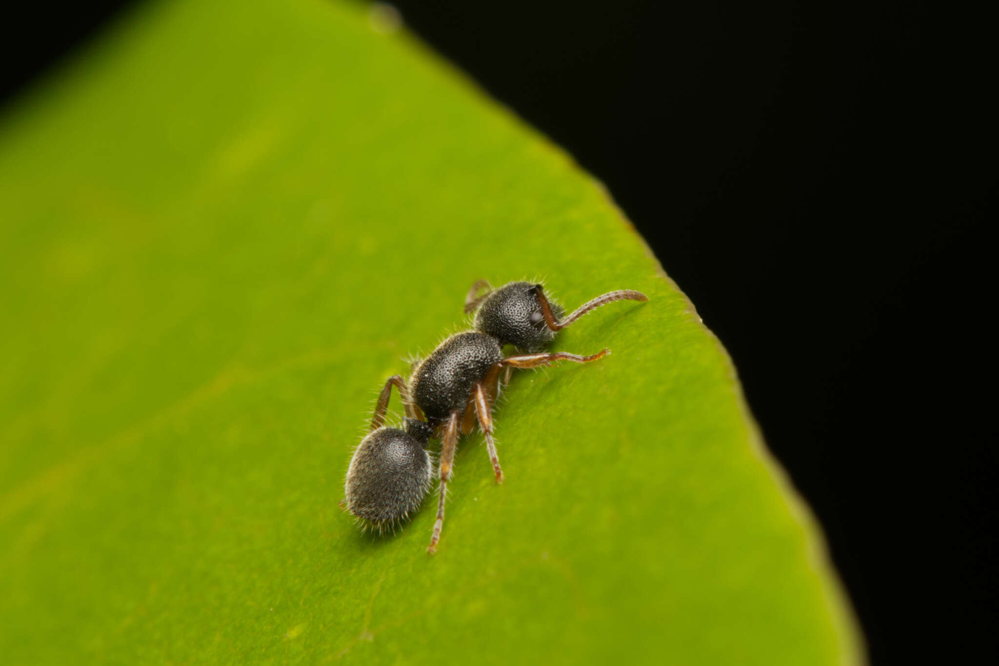 Image of Echinopla turneri Forel 1901