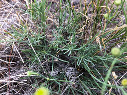 Image of threadleaf fleabane