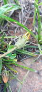 Image de <i>Gazania <i>linearis</i></i> subsp. linearis