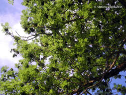 Image of European ash