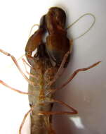 Image of brownbar snapping shrimp
