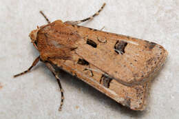 صورة Agrotis trux Hübner 1824