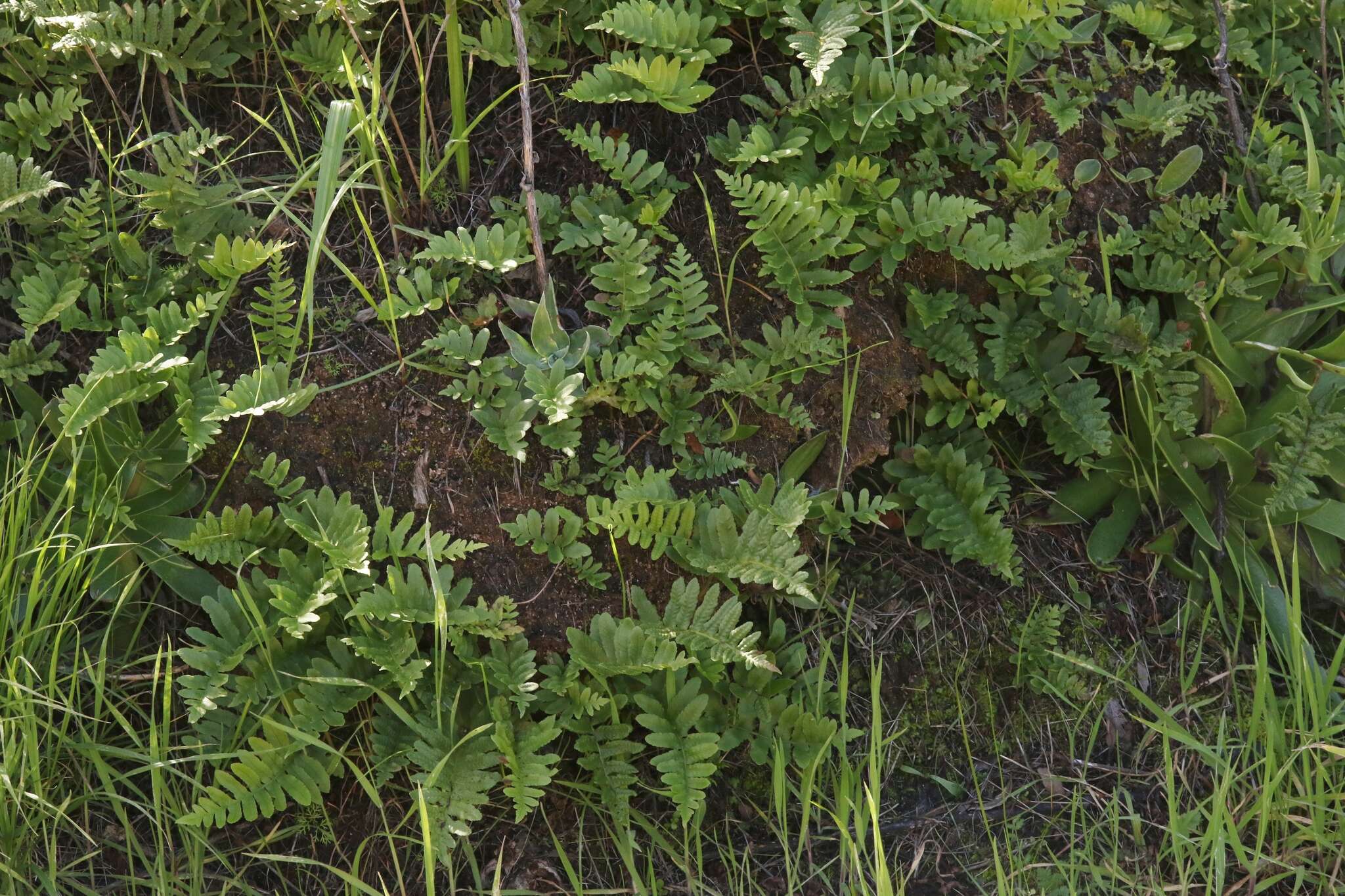 Image of California polypody