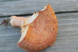 Image of Woolly Milkcap