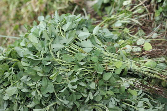 Image of sicklefruit fenugreek