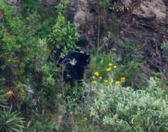 Image of Andean Bears