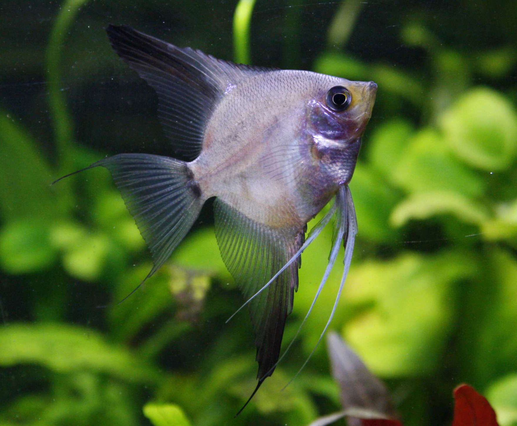 Image of freshwater angelfish