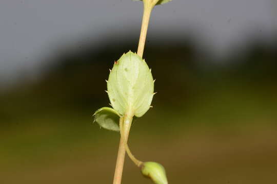 Image of Impatiens lawii Hook. fil. & Thoms.