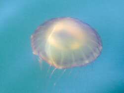 Image of Sea nettle