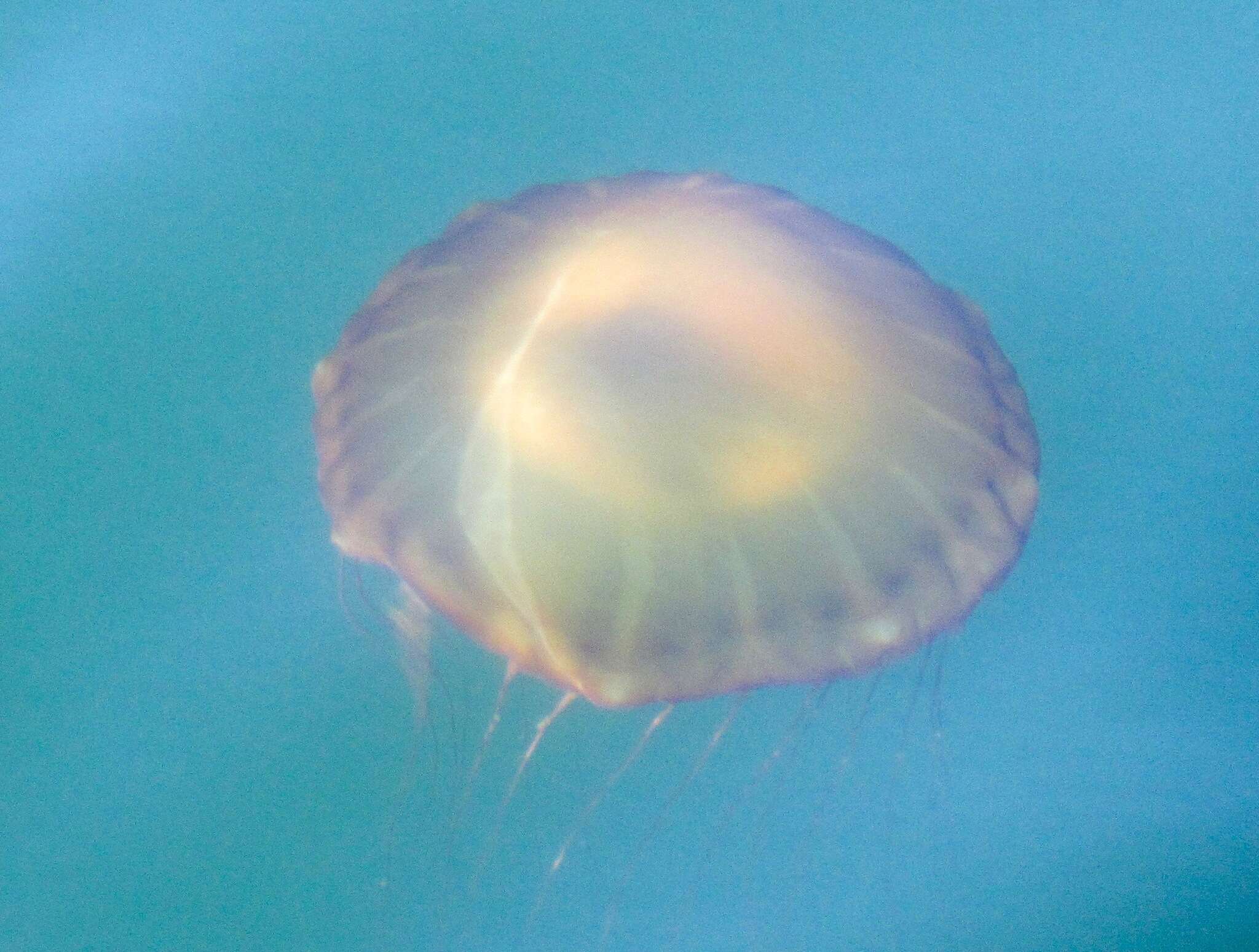 Image of Sea nettle