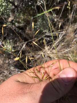 Imagem de Vulpia microstachys (Nutt.) Munro