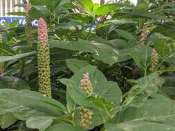 Image of Phytolacca polyandra Batalin