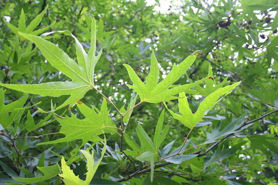 Plancia ëd Platanus orientalis L.