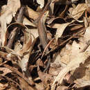 Image of Tussock Rainbow-skink