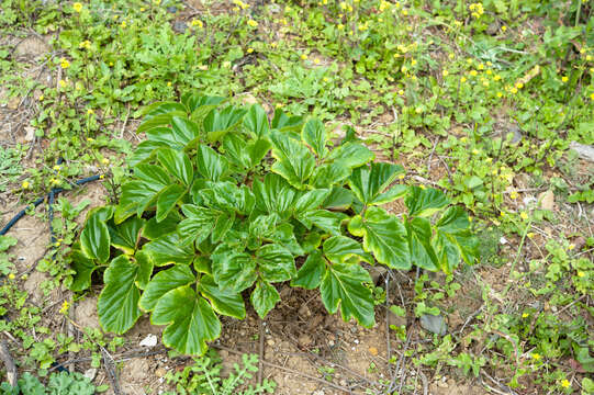 Image of Angelica hirsutiflora Liu, C. Y. Chao & Chuang