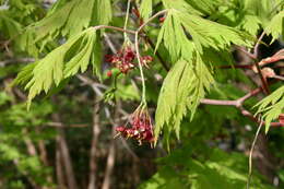 Image of Fullmoon Maple