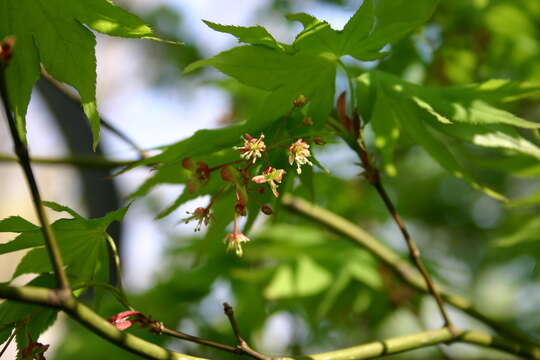 Image of Japanese maple