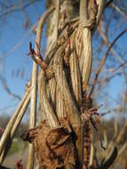 Image of Fallopia baldschuanica