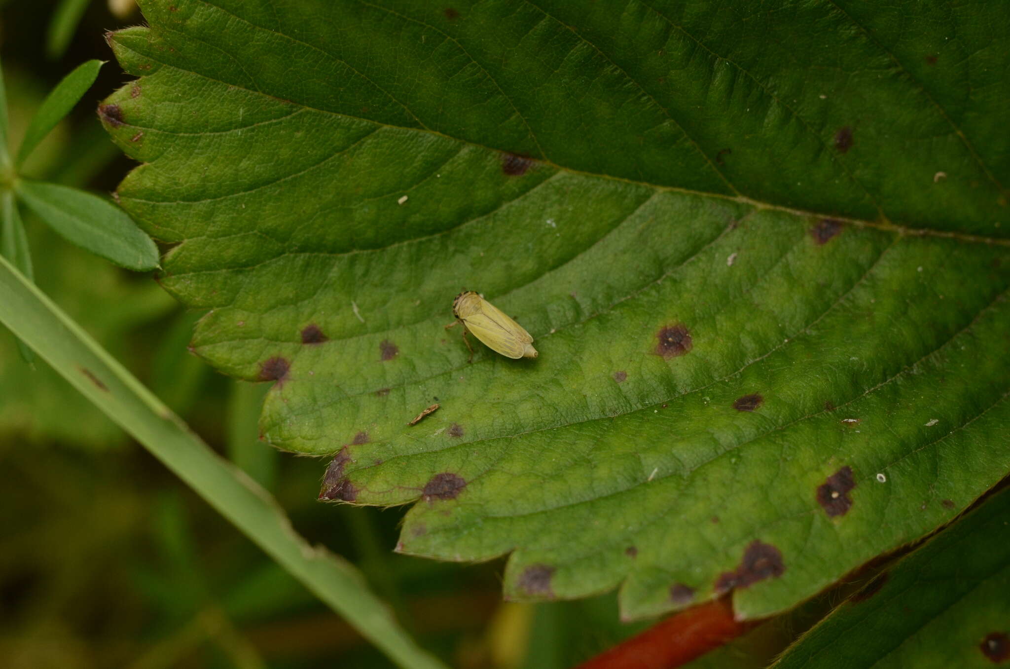 Plancia ëd Handianus (Pycnoides) flavovarius Herrich-Schaeffer 1835