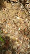 Image of Madagascar Girdled Lizard