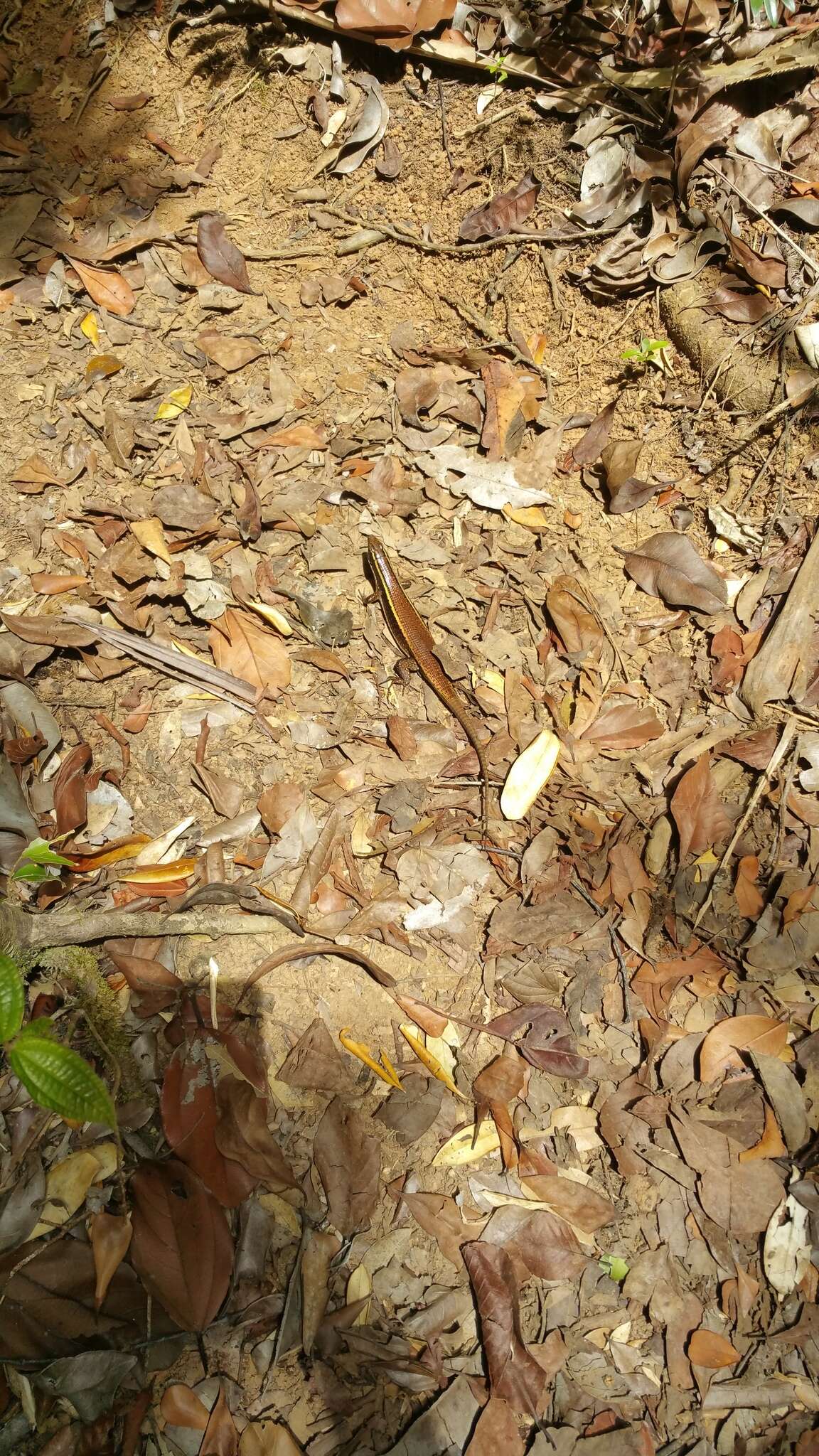 Image of Madagascar Girdled Lizard