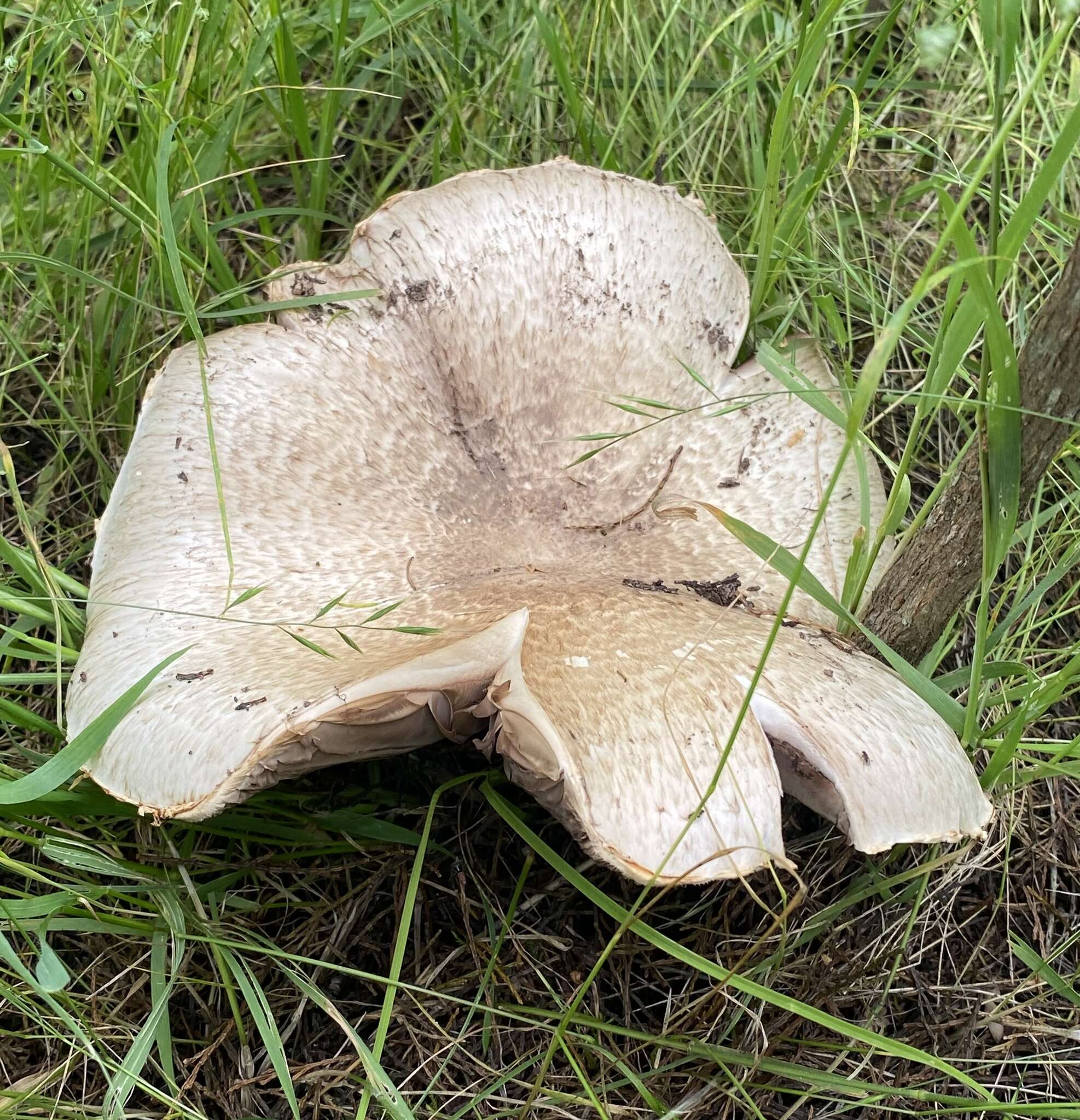 Sivun Agaricus subrufescens Peck 1894 kuva