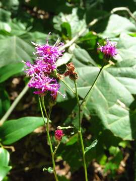 صورة Vernonia texana (A. Gray) Small