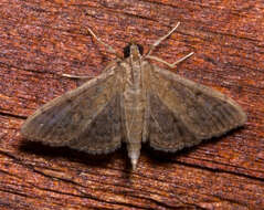 Image of Dusky Herpetogramma