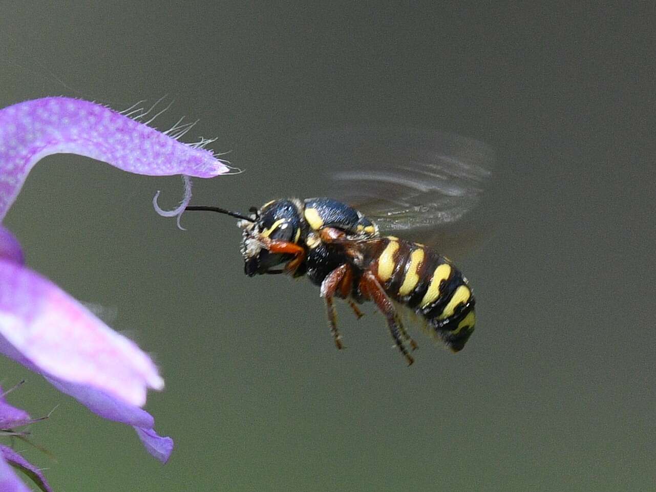 صورة Dianthidium texanum (Cresson 1878)