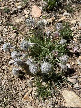 Image of Hoosier Pass ipomopsis