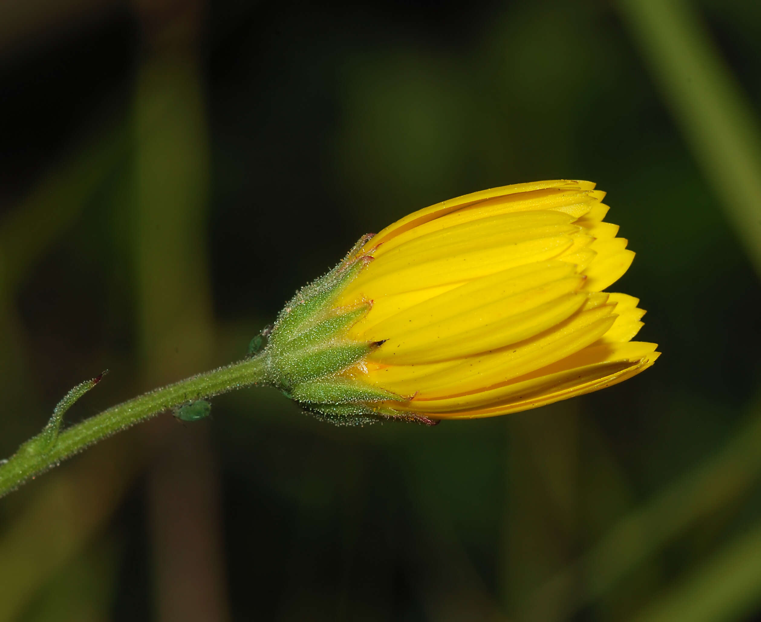 Image of common hawkweed