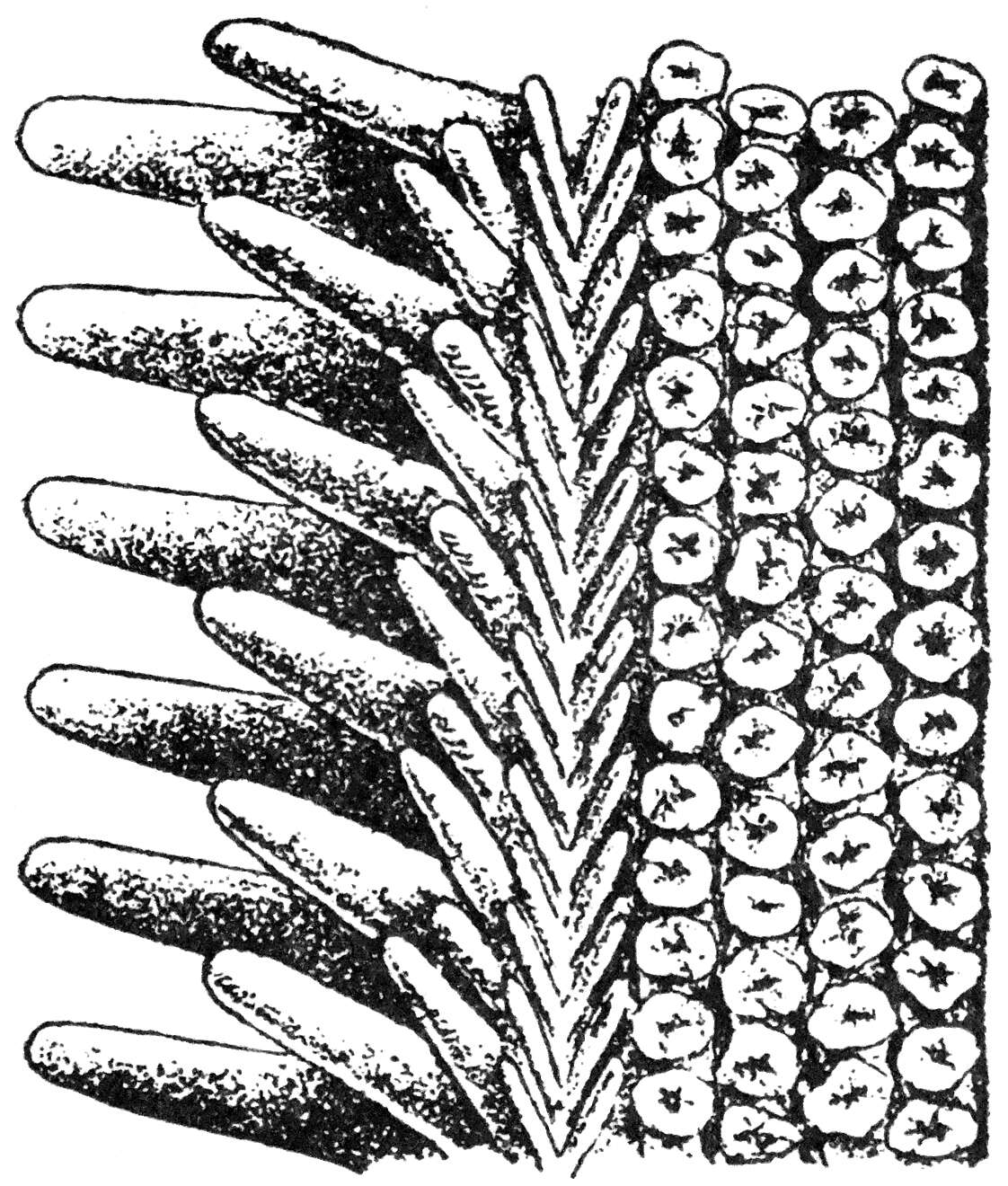 Image of Sclerasterias Perrier 1891