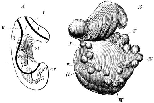 Image of cushion star