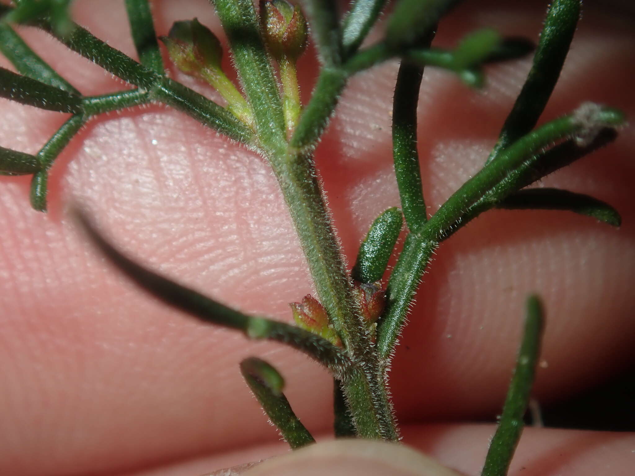 Image of Cyanothamnus ramosus subsp. lesueuranus