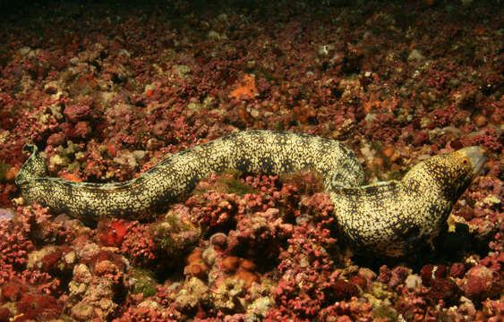 Image of Snowflake moray