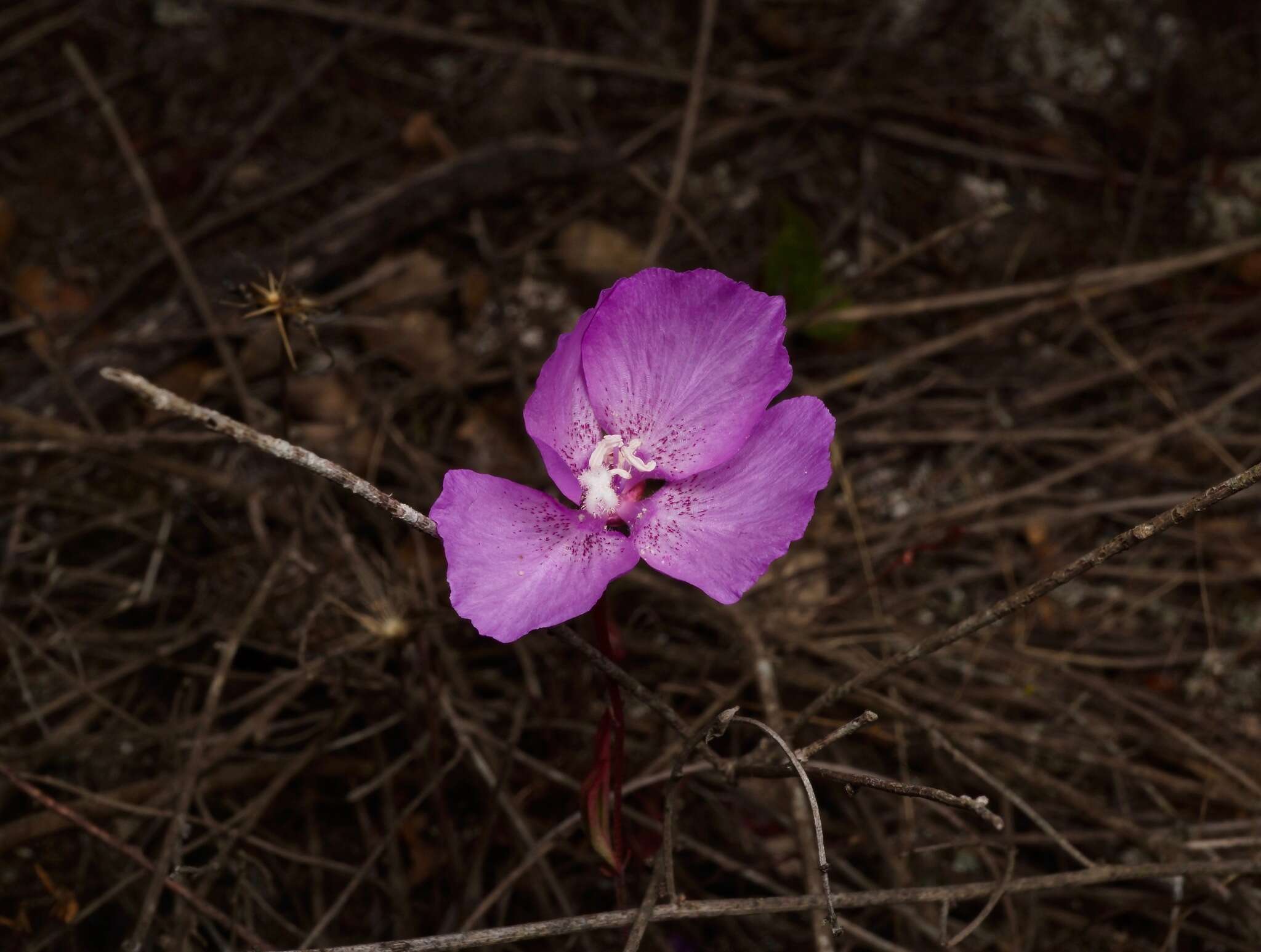 Plancia ëd Clarkia lewisii P. H. Raven & D. R. Parnell