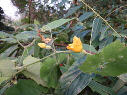 Image of Thladiantha nudiflora Hemsl.