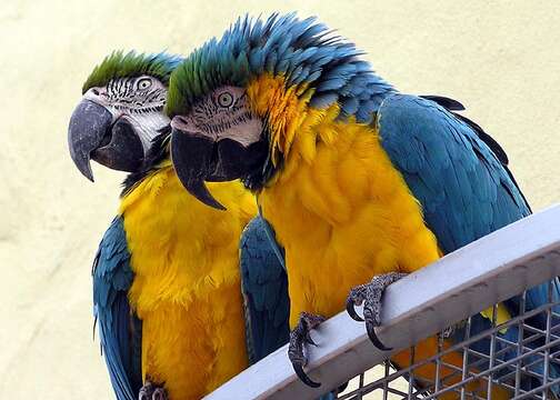 Image of Blue-and-yellow Macaw