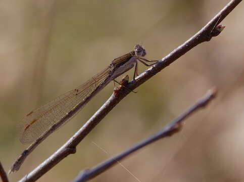 Image of Common Winter Damsel