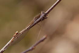 Image of Common Winter Damsel