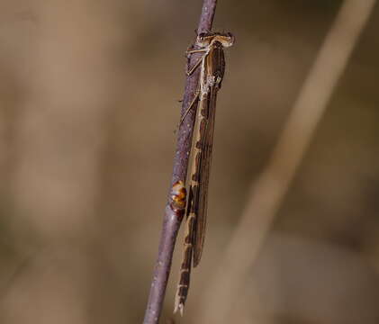 Image of Common Winter Damsel