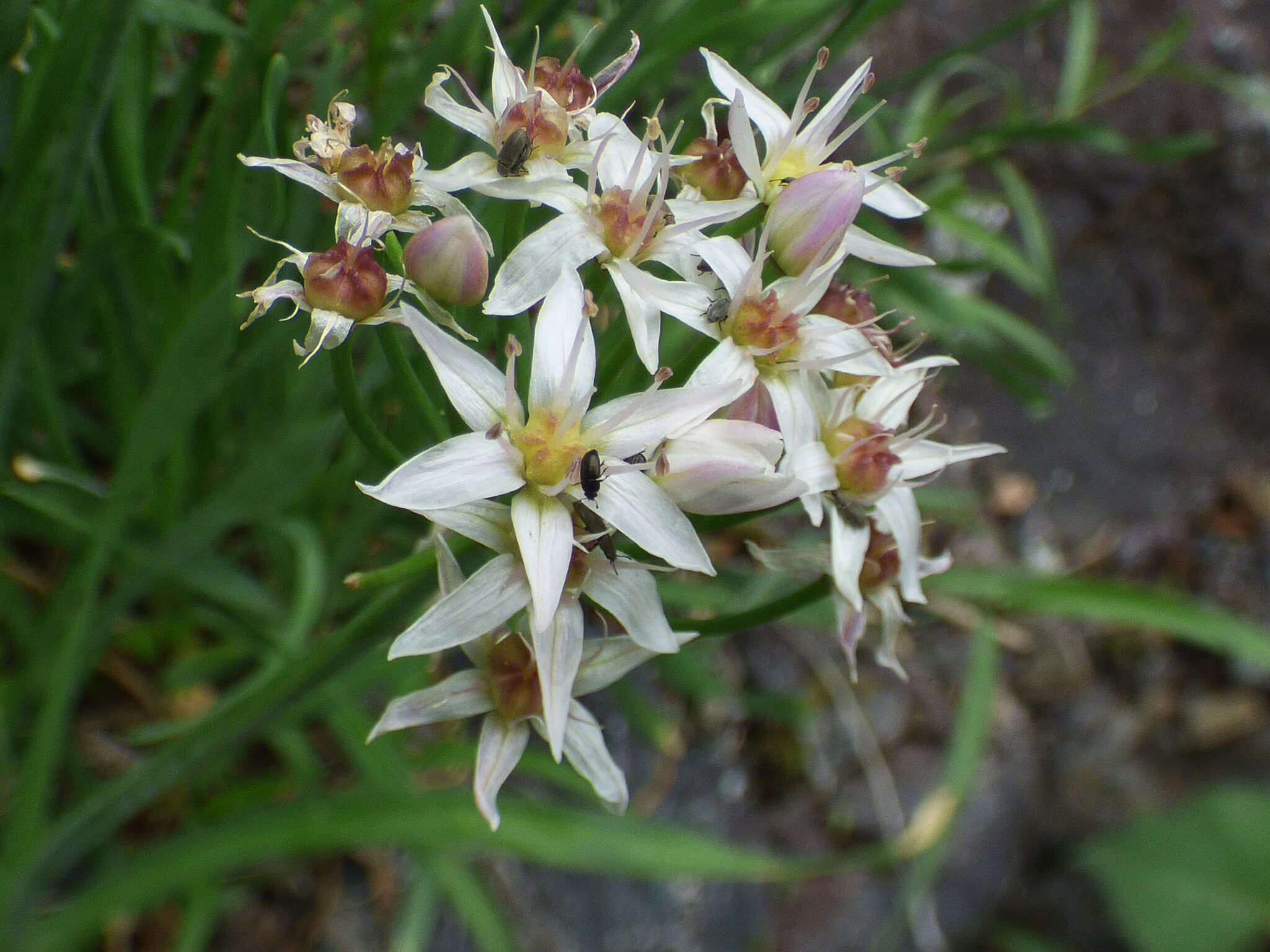 Allium plummerae S. Watson的圖片