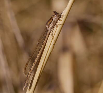 Image of Common Winter Damsel