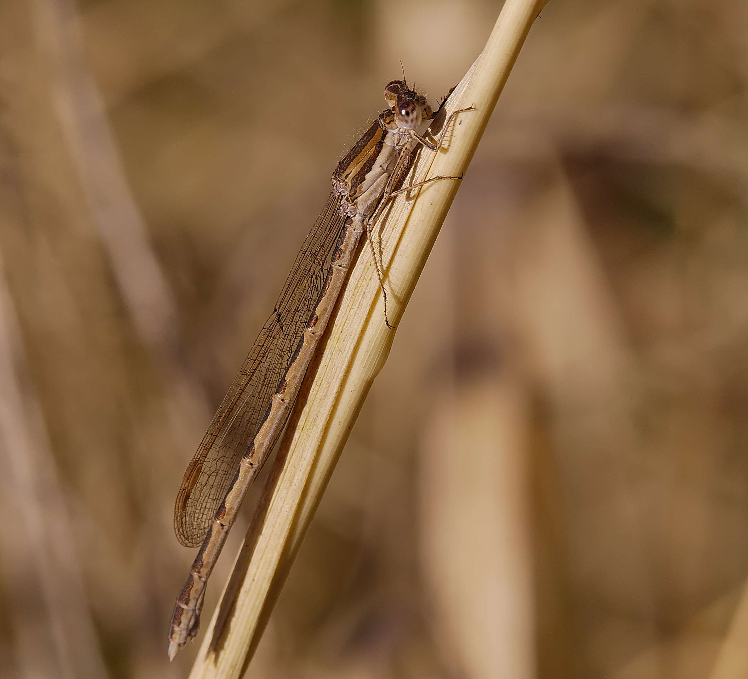 Image of Common Winter Damsel