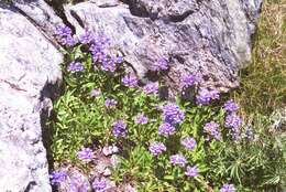 Image of Globe Beardtongue