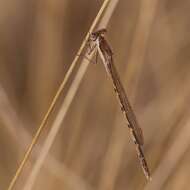 Image of Common Winter Damsel