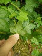 Image of prickly currant