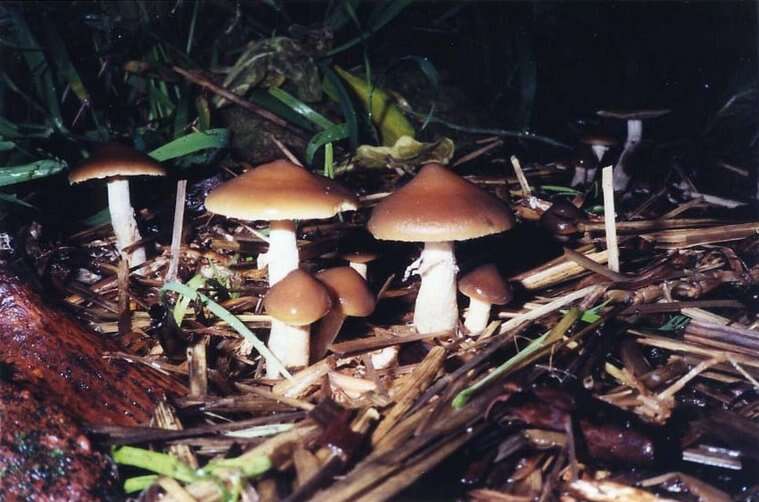 Image of Psilocybe ovoideocystidiata Guzmán & Gaines 2007