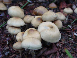 Image of Psilocybe ovoideocystidiata Guzmán & Gaines 2007